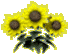 ::sunflower::